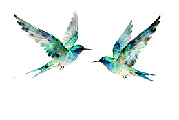 两只蓝绿色蜂鸟空中飞翔