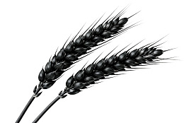 黑白小麦穗特写图片