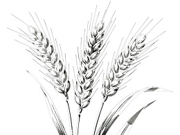 三株麦穗的黑白素描画