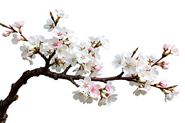 樱花枝头绽放的美丽花朵