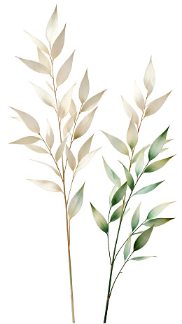 两株淡雅植物枝叶插画