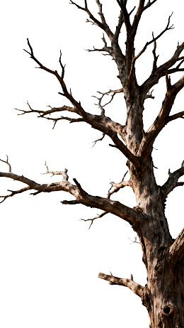 枯树枝干特写图片