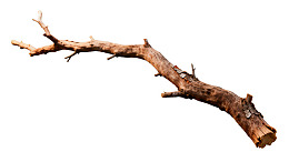 枯树枝孤立于白色背景