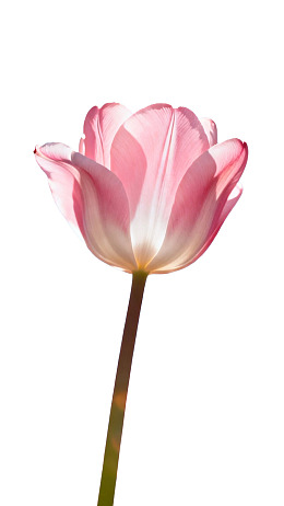 一朵粉白渐变的郁金香花
