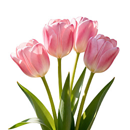 粉色郁金香花束特写图片