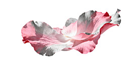 粉色花瓣漂浮于白色背景之上