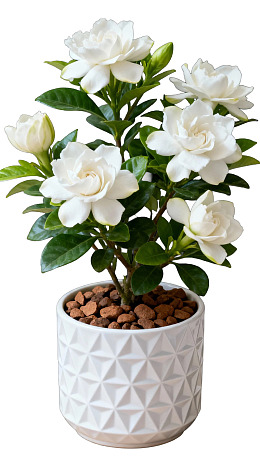 白色栀子花盆栽绿植图片