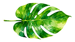 水彩风格龟背竹叶片插画