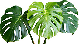 龟背竹叶片特写图片