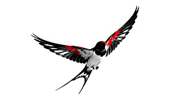 飞鸟展翅姿态优雅图片