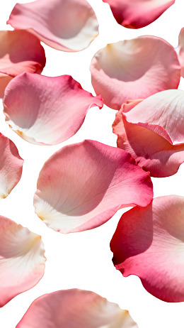 粉色玫瑰花瓣散落画面
