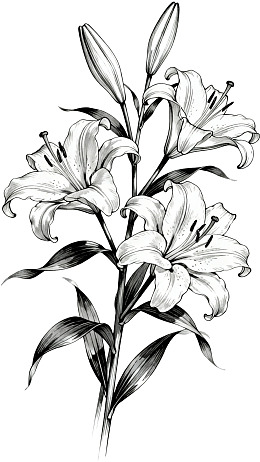 黑白线条百合花插画图片