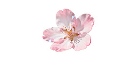 一朵盛开的粉色樱花图片