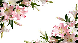 粉色与白色百合花环图片