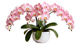 粉色蝴蝶兰盆栽优雅绽放