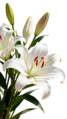 洁白百合花绽放图片