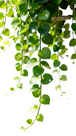 绿叶垂蔓植物特写图片