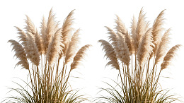 两簇蒲苇在白色背景下的特写