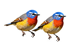 两只色彩鲜艳的鸟并排站立