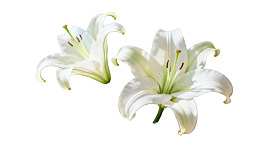 两朵白色百合花特写图片