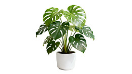 白色花盆中的龟背竹绿植