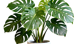 盆栽龟背竹绿叶茂盛图片