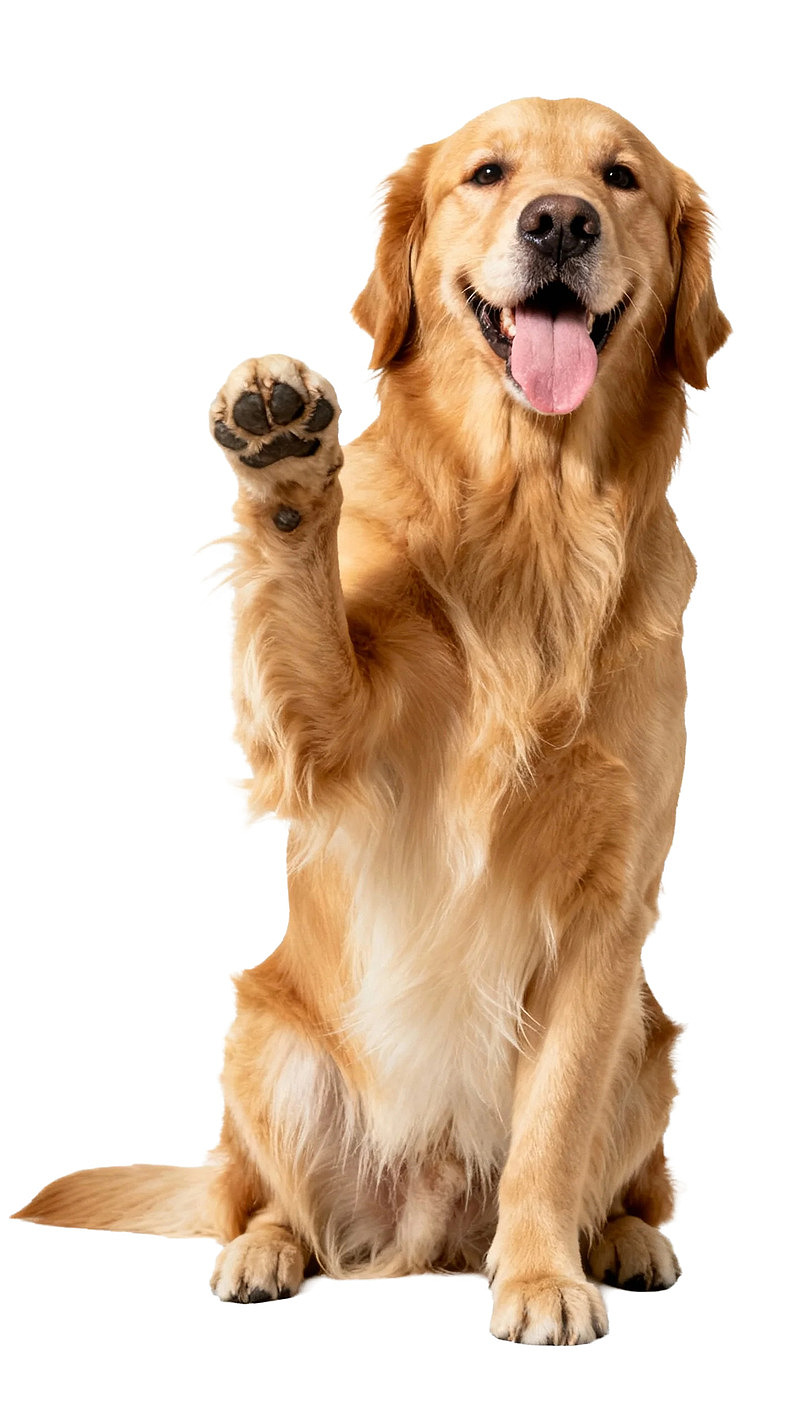 金毛犬举爪微笑图片
