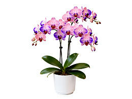 紫色兰花盆栽优雅绽放