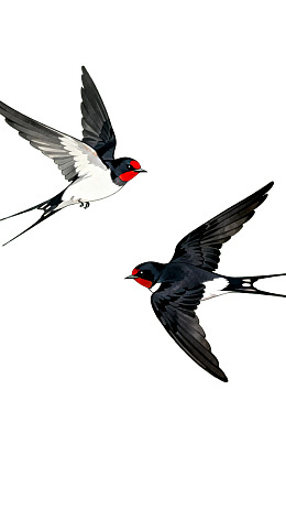 两只飞翔的燕子图片