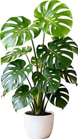 绿叶龟背竹盆栽图片