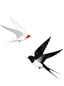 两只燕子飞翔的插画图片