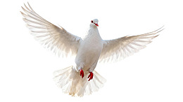 白色飞鸽展翅飞翔图片