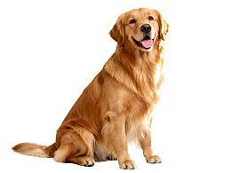 金毛犬静坐吐舌微笑图片