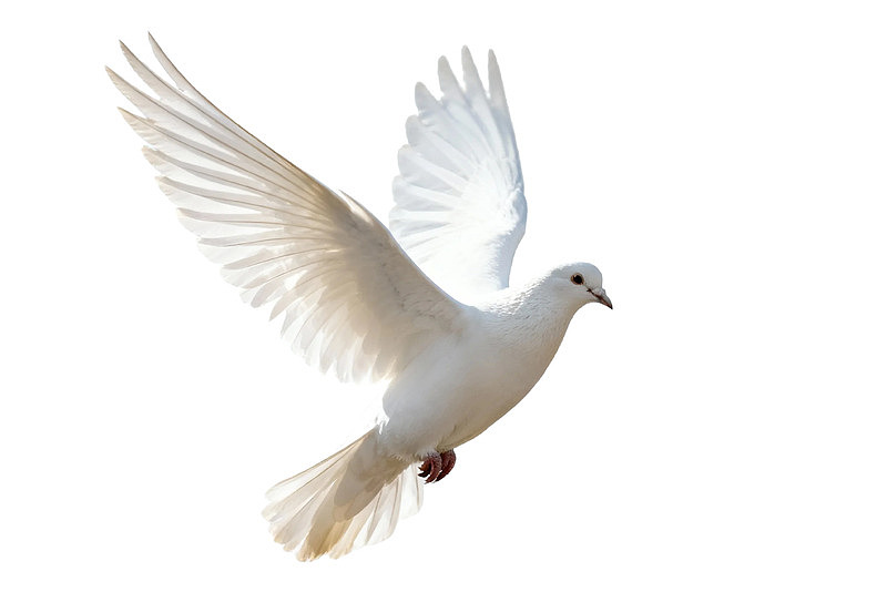 白色飞鸽展翅飞翔图片