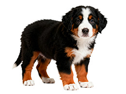 黑白棕三色伯恩山犬幼犬