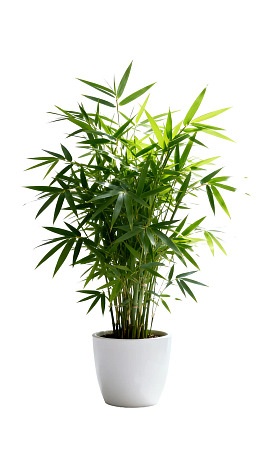 白色花盆中的绿竹植物