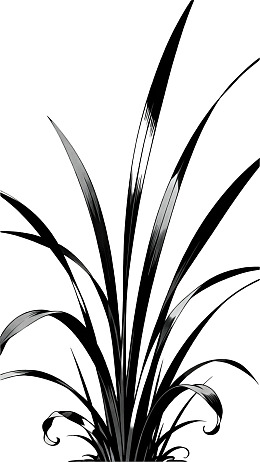 黑白线条描绘的植物叶片