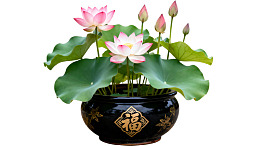 黑釉花盆中绽放的莲花