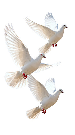 三只白鸽展翅飞翔于空中