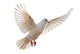 白色飞鸽展翅飞翔图片