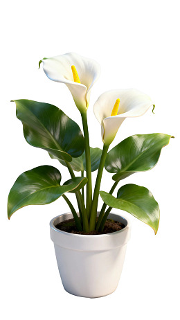 白色花盆中的白色马蹄莲