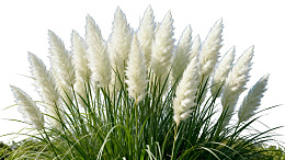 白色蒲苇随风摇曳图片