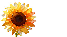 透明质感的向日葵特写