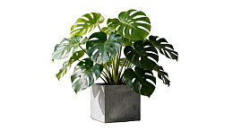 龟背竹盆栽绿植图片