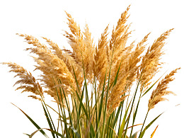 金黄色芦苇穗在白色背景上