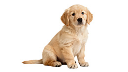 金毛幼犬静坐白色背景前