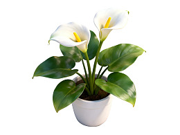 白色花盆中的两朵白掌花