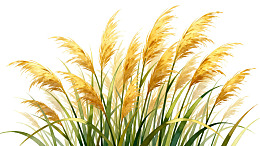 金黄色芦苇草特写图片