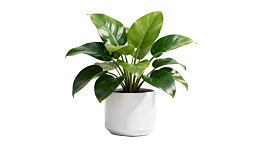 绿叶盆栽植物白色花盆