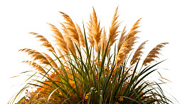 金黄色芦苇草特写图片